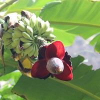 Musaceae